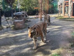 -上海野生动物园老虎餐厅