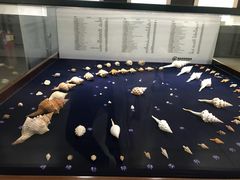 -青岛贝壳博物馆
