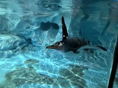 -帝企鹅自助餐厅•儿童岛•真企鹅(长隆企鹅酒店)