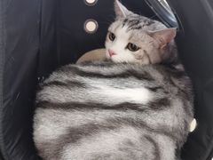 -喜多萌中农锦绣动物医院24H·猫科·牙科MRI·CT