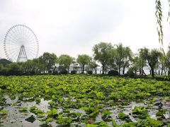-无锡蠡湖国家湿地公园-蠡园