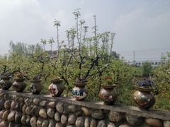 -空港花田景区