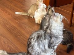 -楼上猫咖(罗湖店)
