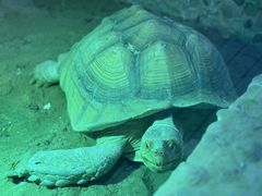 -上海大自然野生昆虫馆(东方明珠·爬宠昆虫探索中心)
