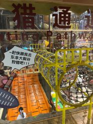 -卡通尼·Safari非洲探索乐园·生日会(金桥国际商业广场店)