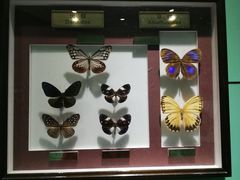 -上海昆虫博物馆