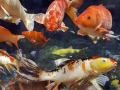 -上海海洋水族馆