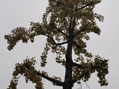 -四川大学(华西校区)