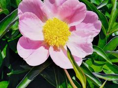 -黑龙江省森林植物园
