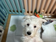 -翊宠yipet猫狗购宠庄园犬舍•猫舍