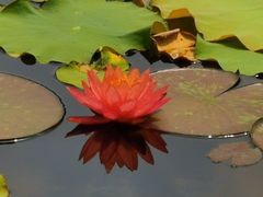 -映月湖公园