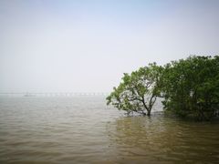 -宝安西湾红树林湿地公园