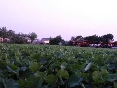 -高子水居