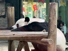 -栾川竹海野生动物园