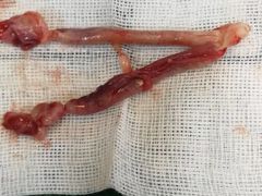 -安安宠物医院(情缘分院)