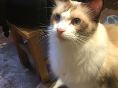 -猫猫幼稚园·撸猫·桌游·电玩