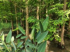 -桤木河湿地公园