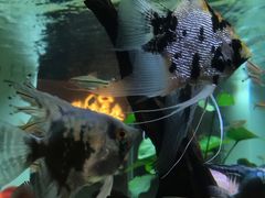 -黄鱼炙夜(华家池店)