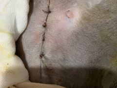 -萌兽医馆·宠物医院·猫骨科(创景店)