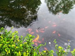 -西湖外事游船(花港观鱼码头)