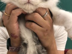-飞行喵MR PILOT|猫舍·猫咖(静安大融城店)