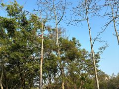 -福田红树林生态公园