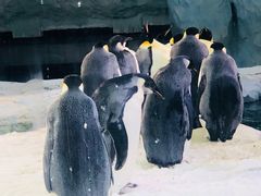 -珠海横琴长隆《卡卡虎奇遇记》