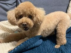 -伟伟宠物医院·CT影像中心·瑞派犬猫综合性门诊(汉口总院)