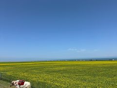 -青海湖国家重点风景名胜区