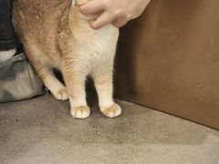 -飞行喵MR PILOT|猫舍·猫咖(静安大融城店)