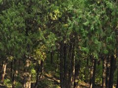 -泰山风景名胜区-普照寺