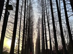 -桃花岛公园