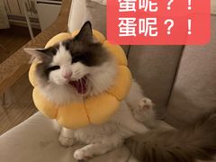 -联合动物医院(光谷诊疗中心)
