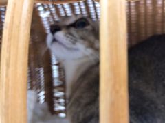 -瑞鹏宠物医院华南总院·夜诊·心脏科·骨科