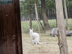 -上海野生动物园