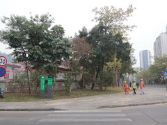 -银湖山郊野公园-相思林