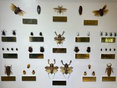 -上海昆虫博物馆