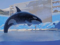 -上海海昌海洋公园