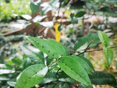 -广州神农草堂中医药博物馆