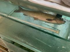 -临江餐馆二楼美食部落