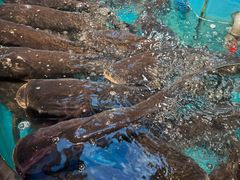 -魏铭鱼头捞饭(晋阳路店)