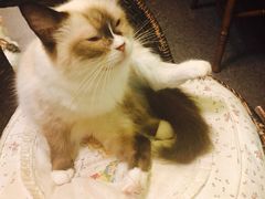 -猫色咖啡·猫咖