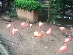 -清迈夜间动物园