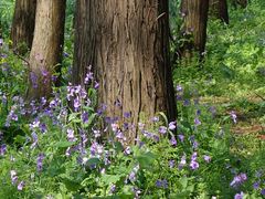 -上海共青森林公园