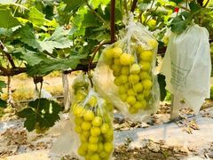 -马陆小张葡萄园农家乐