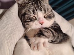 -猫大福·Fortune Cat猫舍(百子湾店)