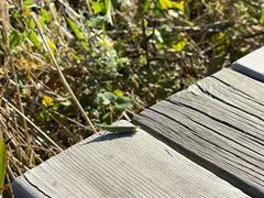 -野鸭湖国家湿地公园