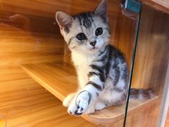 -猫十亿·布偶金渐层·曼基康矮脚猫舍(青年路店)