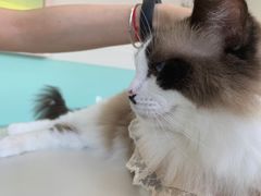 -怪兽屋·羊驼·猫咖·狗咖(俊华广场店)