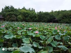 -杏花村文化旅游区